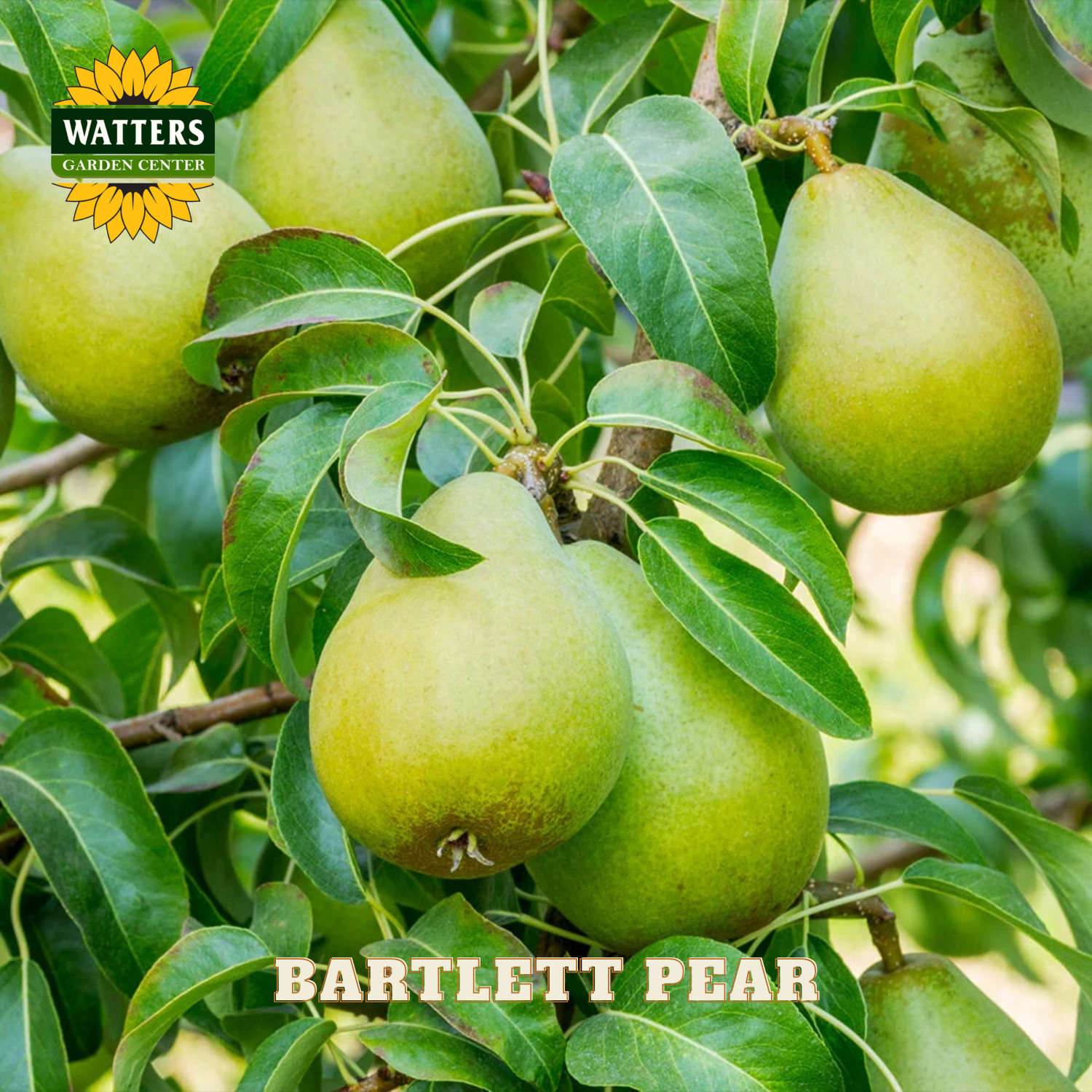 Bartlett pears on a tree branch with Watters Garden Center logo.