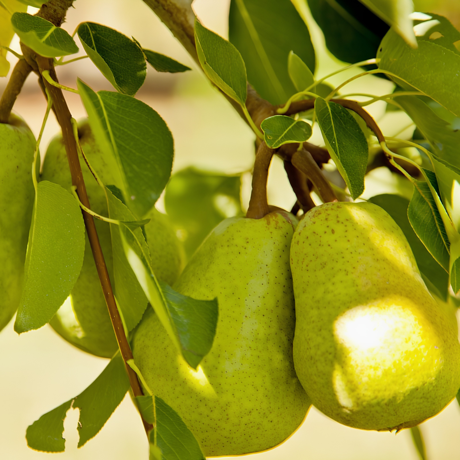 Green pears hanging on a tree branch with leaves.