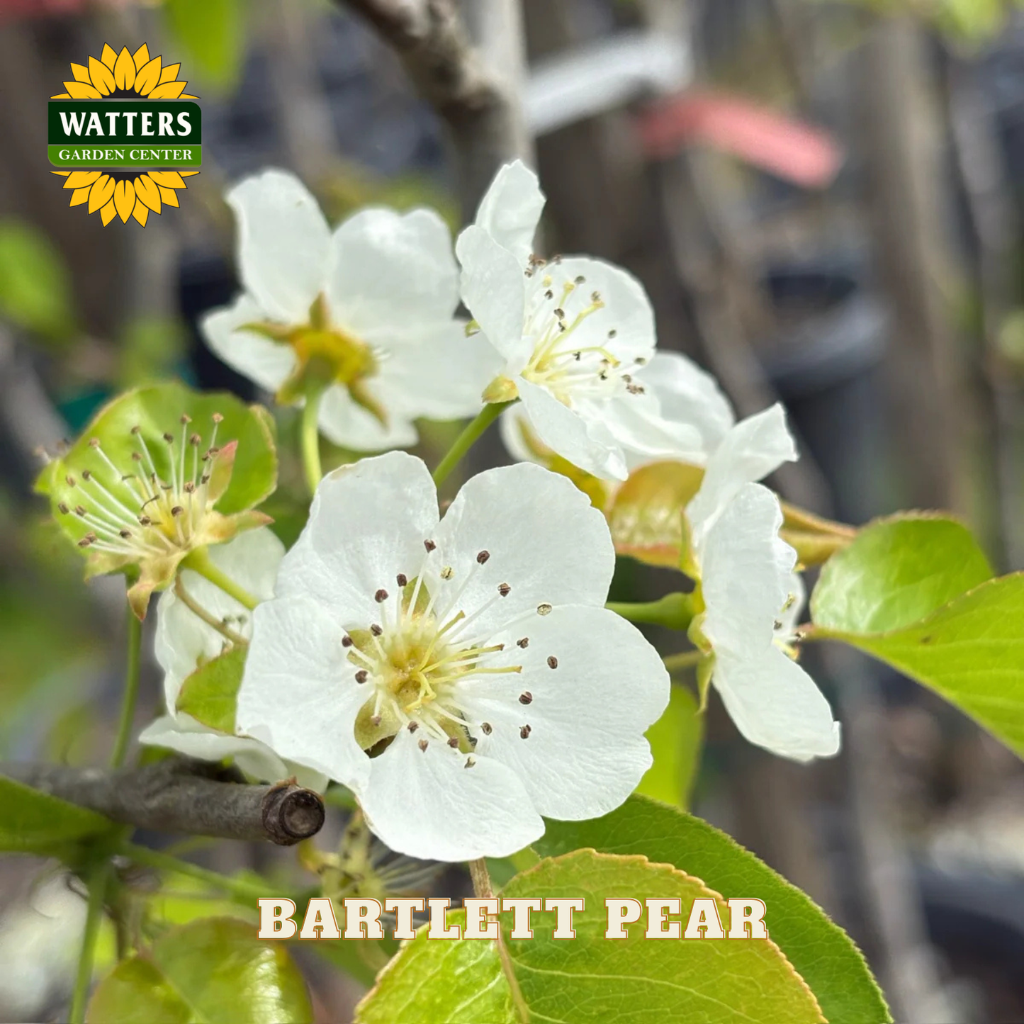 White flowers of a Bartlett pear tree with Watters Garden Center branding.