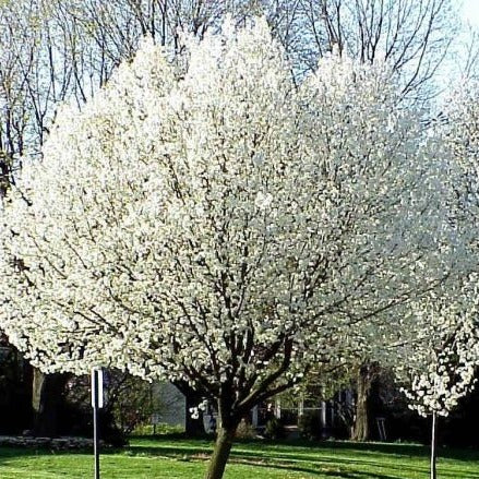 RED BARTLETT PEAR TREE 5gal