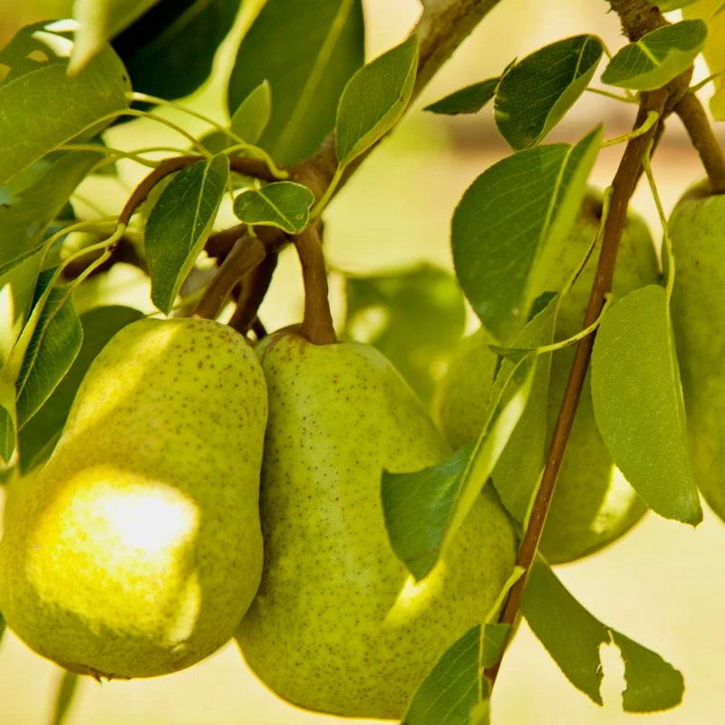 BARTLETT PEAR TREE SEMI DWARF 5gal