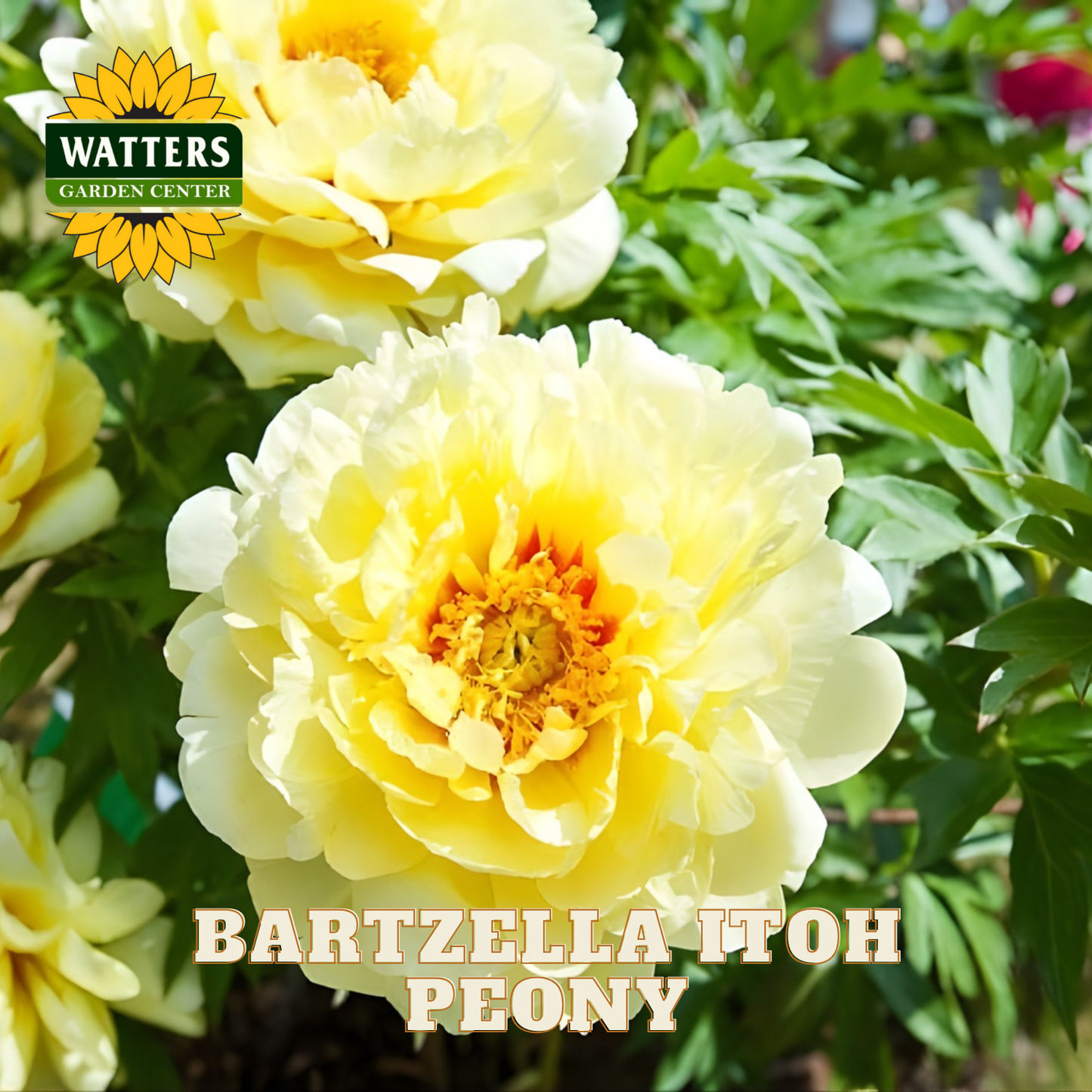Yellow peony flower with green leaves and Watters Garden Center logo.