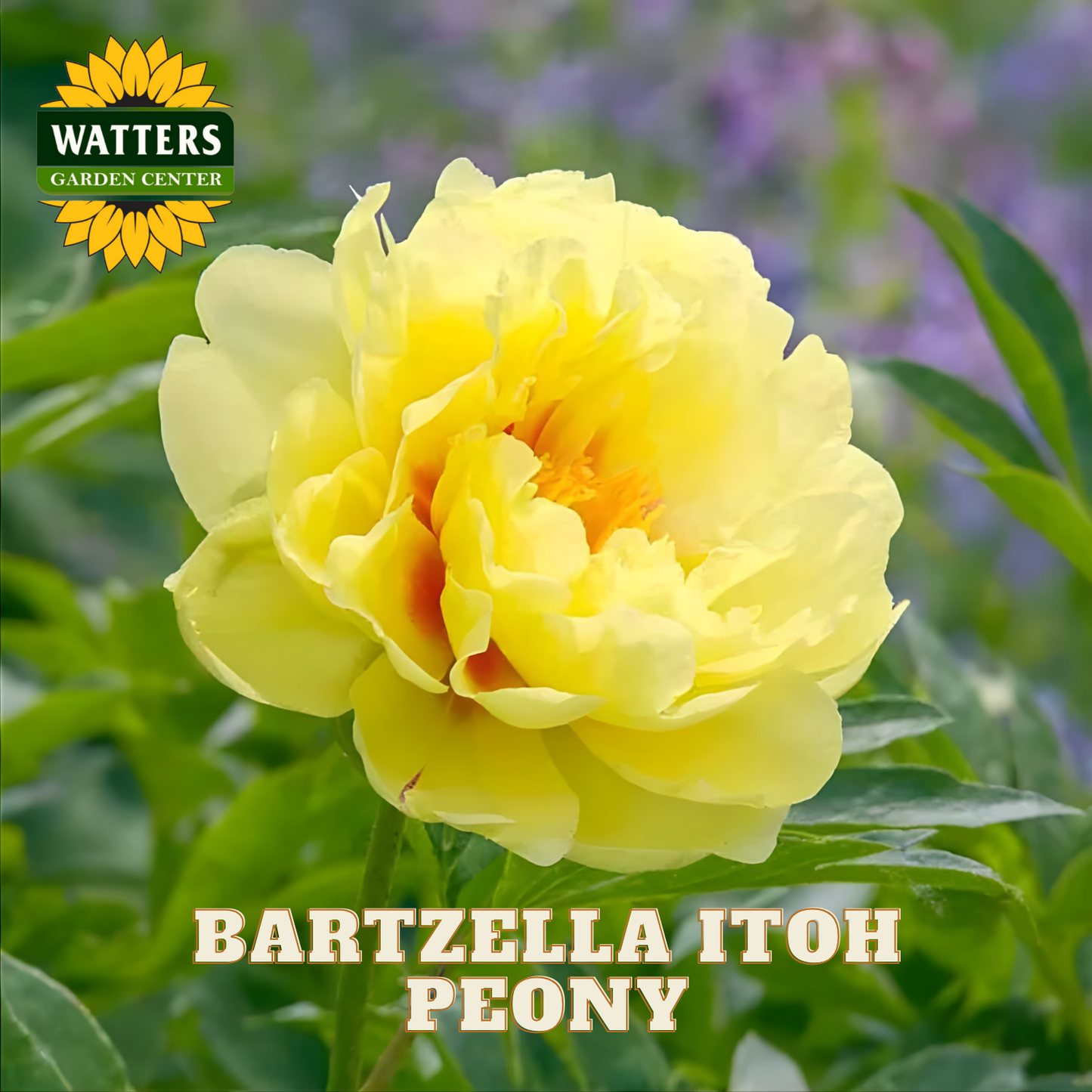 Yellow peony flower with 'Watters Garden Center' logo and 'Bartzella Itoh Peony' text.