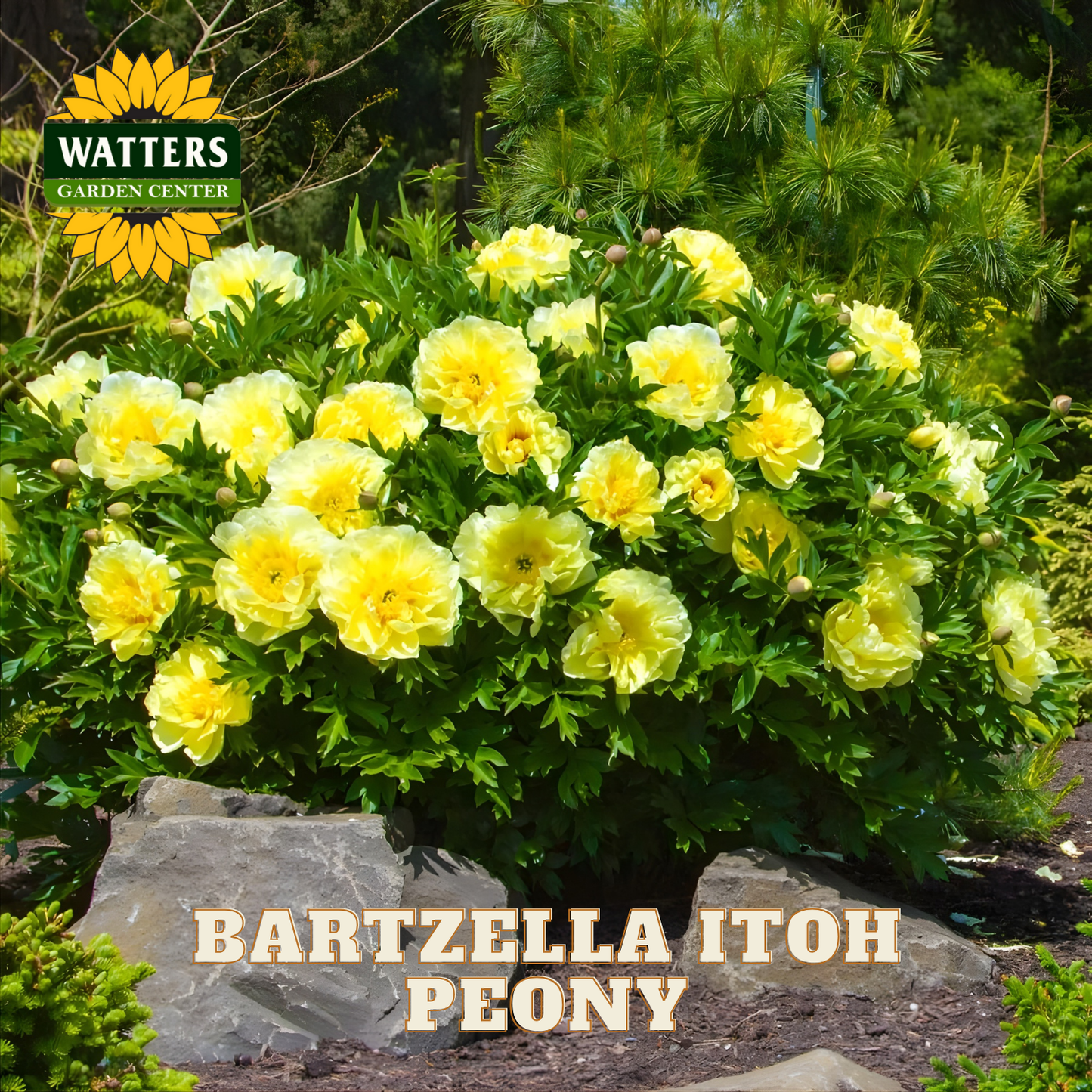 Bartzella Itoh Peony with Watters Garden Center logo in the corner
