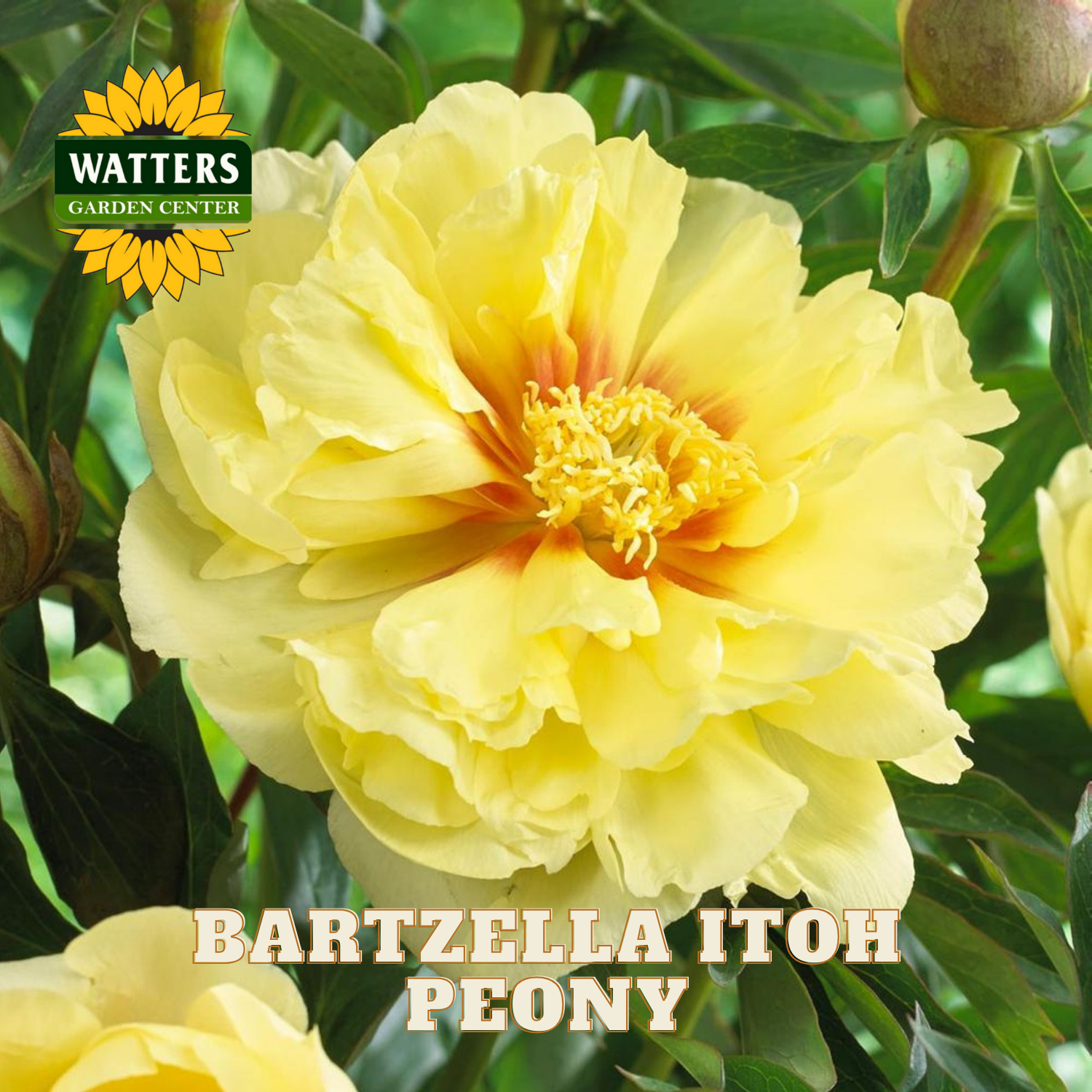 Yellow peony flower with Watters Garden Center logo and 'Bartzella Itoh Peony' text.
