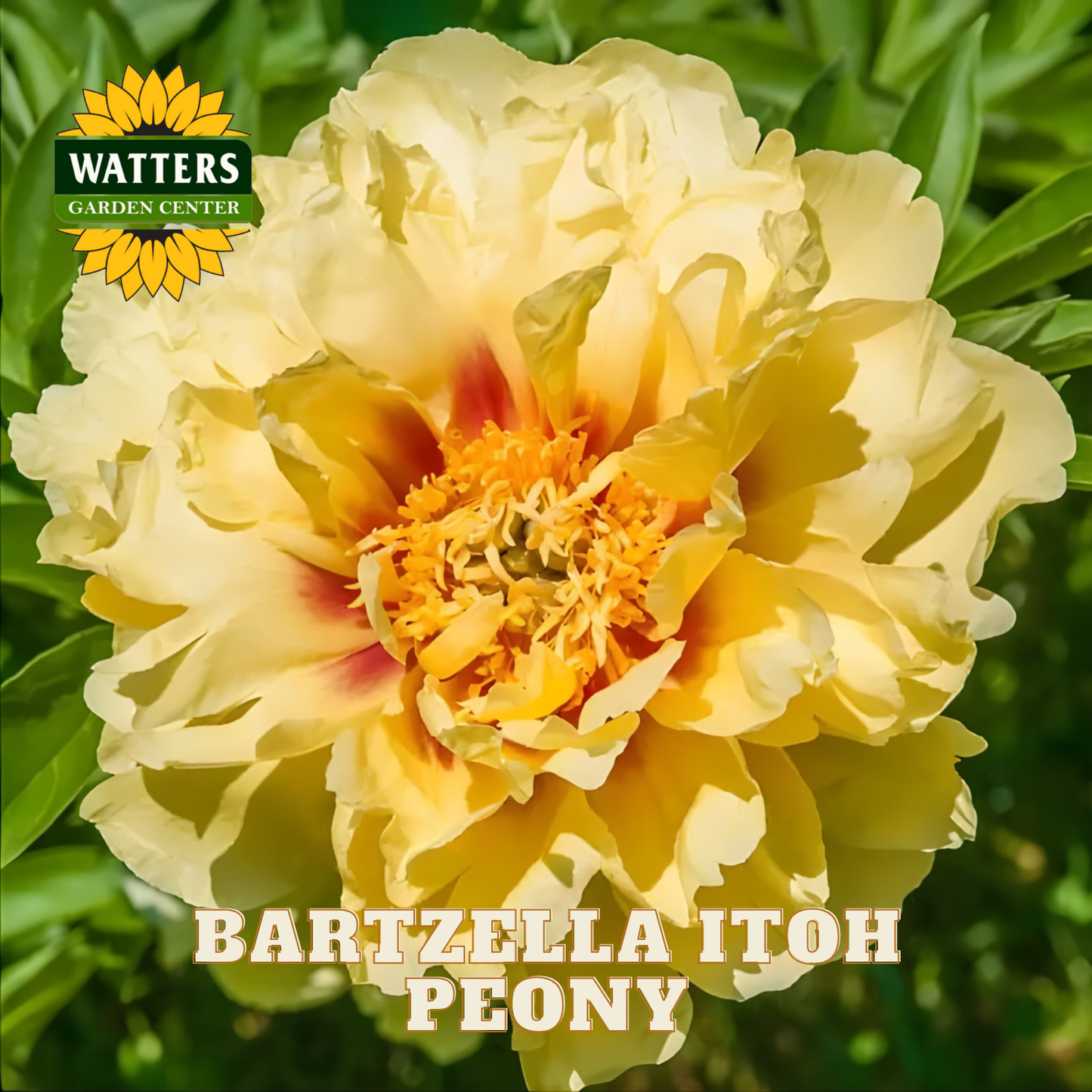 Yellow peony flower with 'Watters Garden Center' logo and 'Bartzella Itoh Peony' text.