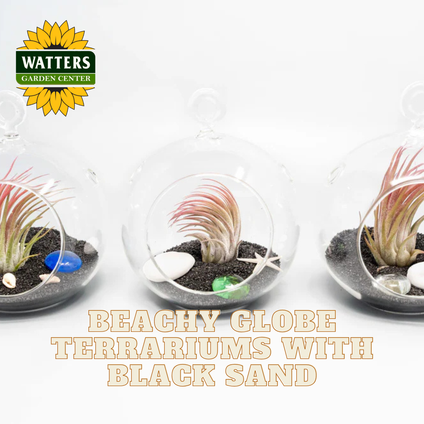 Beachy globe terrariums with black sand featuring Watters Garden Center logo.