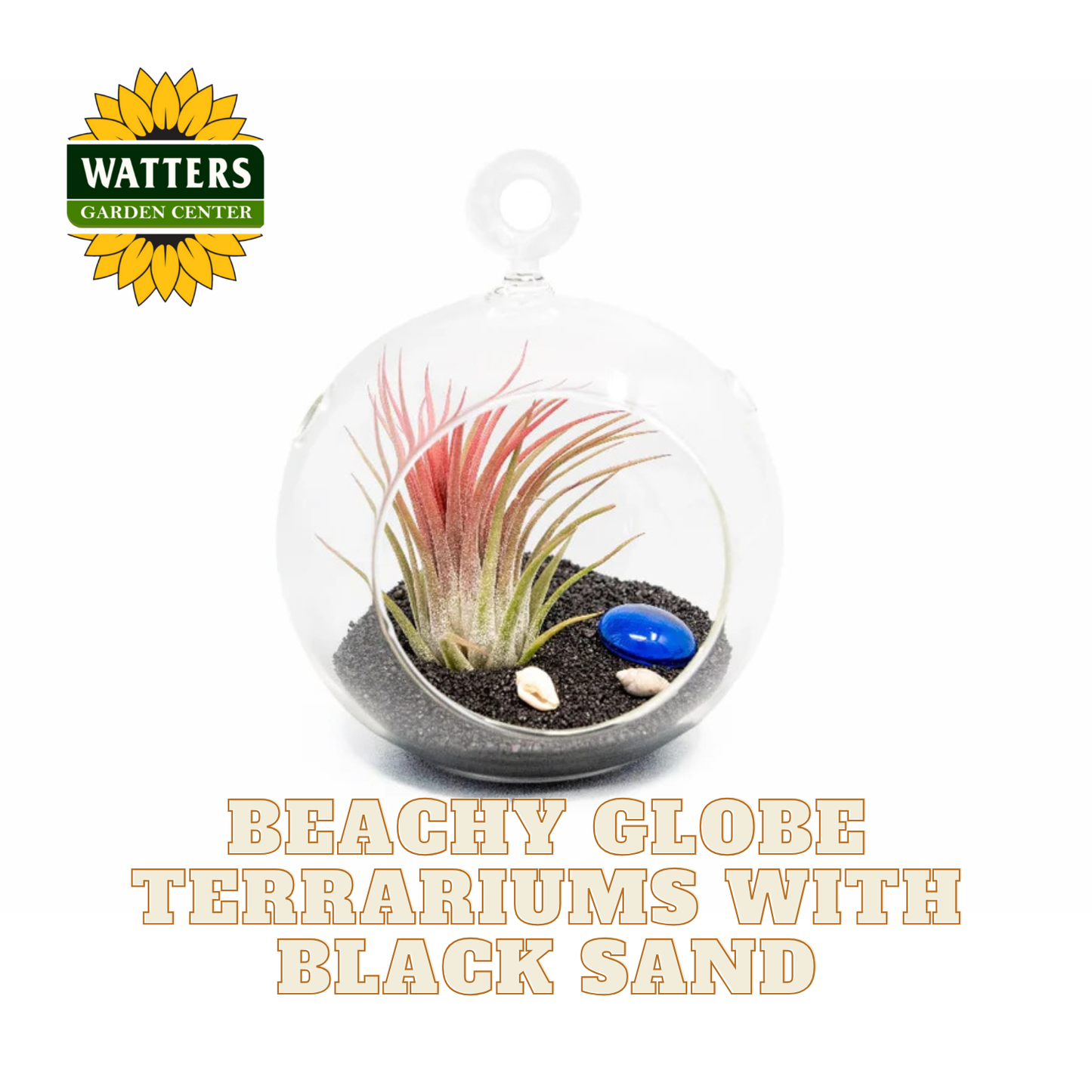 Terrarium with plants and black sand, featuring Watters Garden Center logo.