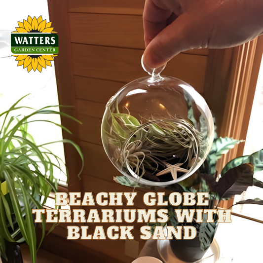 Hand holding a beachy globe terrarium with black sand and air plants, Watters Garden Center logo visible.