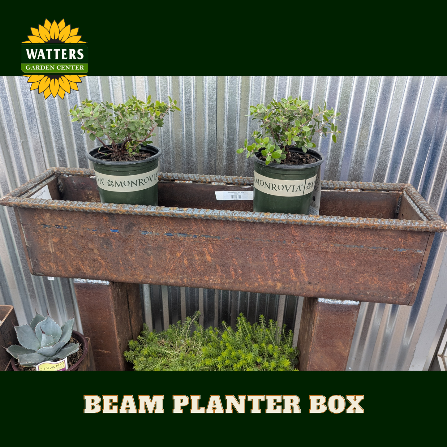 Beam planter box in front of metal wall with Watters branding.