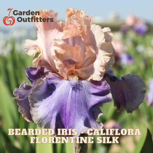 A close-up of a blooming bearded iris flower with pale peach upper petals and rich purple lower petals, set against a blurred garden background. Text overlays read 'Garden Outfitters' and 'BEARDED IRIS - CALIFORNA FLORENTINE SILK'.