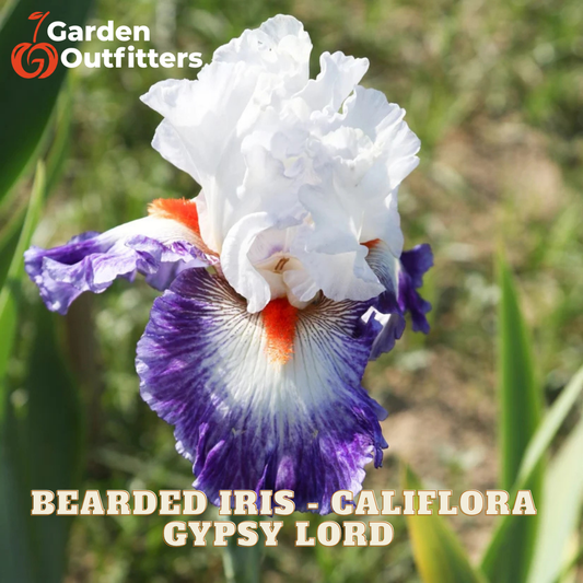 A close-up of a bearded iris flower with white upper petals, purple and white lower petals, and a small orange-red center, shown outdoors with green foliage in the background. The text 'Garden Outfitters' appears in the top left, and 'BEARDED IRIS - CALIFORNA GYPSY LORD' appears at the bottom.