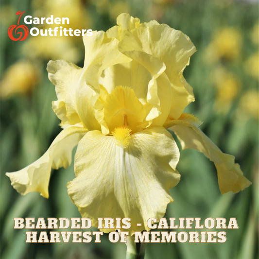 A close-up of a pale yellow bearded iris flower in a blurred garden setting, with the text 'BEARDED IRIS - CALIFLORA HARVEST OF MEMORIES' and the Garden Outfitters logo.
