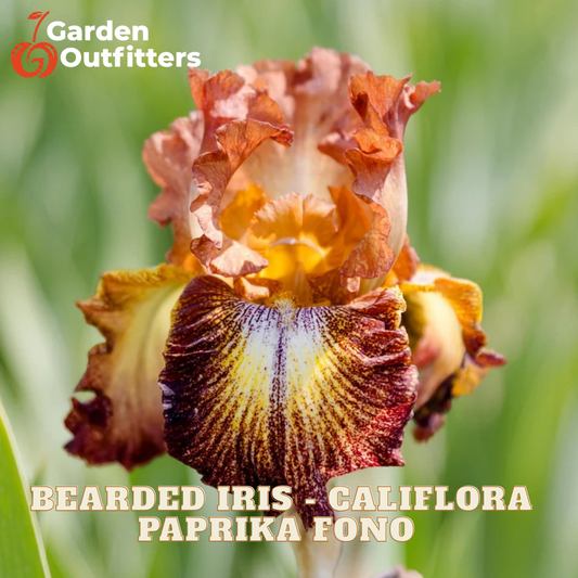 A close-up of a bearded iris flower with ruffled petals in warm orange-brown, yellow, and deep burgundy tones, set against a blurred green background. Text at the top left reads Garden Outfitters, and text at the bottom reads Bearded Iris - Califlora Paprika Fono.