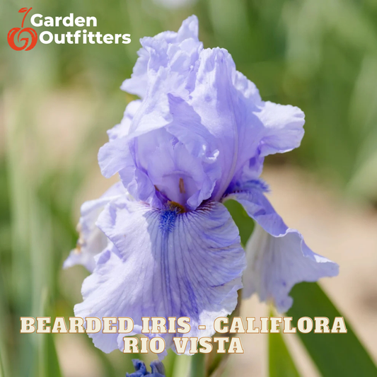 A close-up of a blooming bearded iris flower in soft lavender-purple tones with green foliage blurred in the background. Text overlays read 'Garden Outfitters' and 'BEARDED IRIS - CALIFLORA RIO VISTA'.