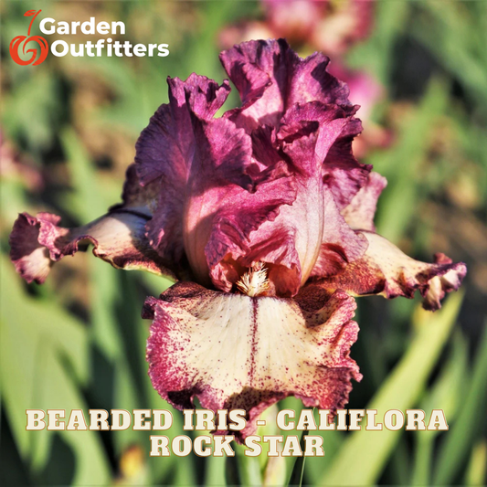 A close-up of a bearded iris flower with ruffled magenta-purple and cream petals, shown in a garden setting with green foliage. The text 'Garden Outfitters' appears in the top left, and 'BEARDED IRIS - CALIFORNA ROCK STAR' is written across the bottom.