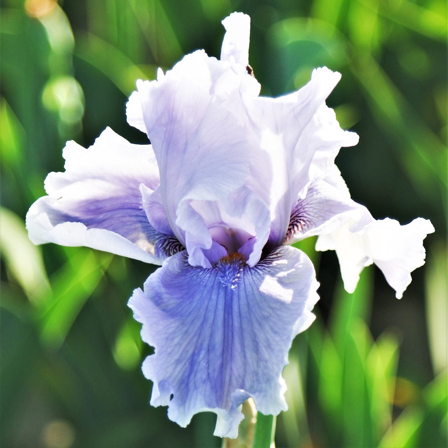 Rio Vista Bearded Iris - Reblooming