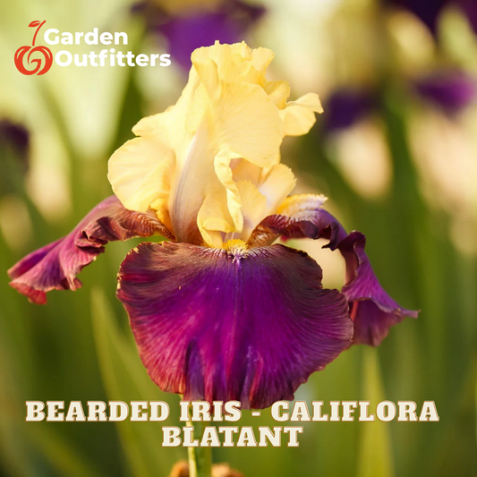 A close-up of a blooming bearded iris flower with pale yellow upper petals and deep purple lower petals, set against a blurred green garden background. Text at the bottom reads 'BEARDED IRIS - CALIFORNA BLATANT' and the Garden Outfitters logo appears in the top left.
