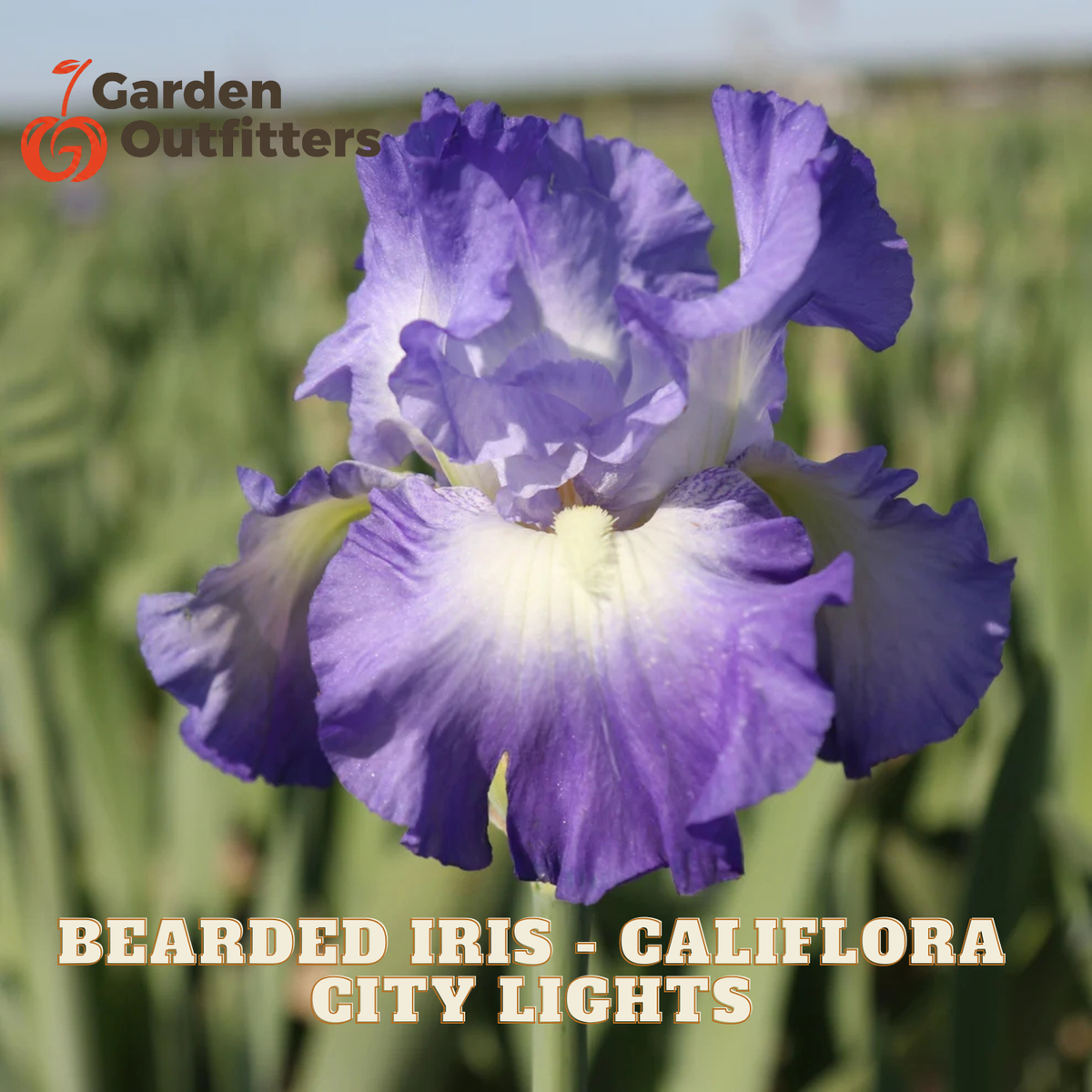 A close-up of a purple and white bearded iris flower in a blurred outdoor field, with the text 'BEARDED IRIS - CALIFLORA CITY LIGHTS' and a Garden Outfitters logo.