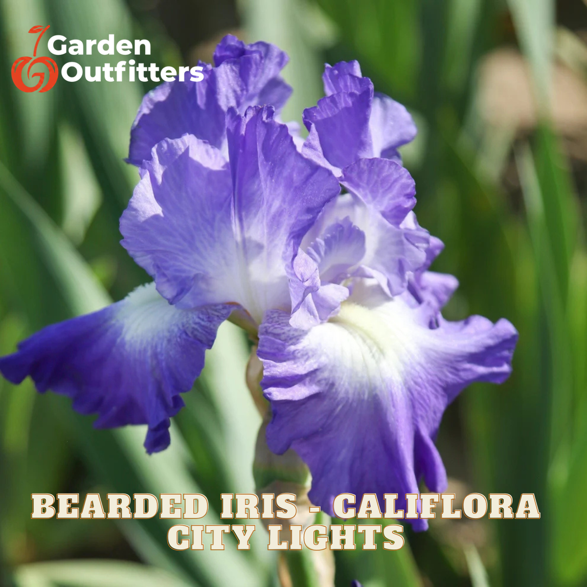 A close-up of a purple and white bearded iris flower with green foliage in the background. Text at the bottom reads 'BEARDED IRIS - CALIFLORA CITY LIGHTS' and the Garden Outfitters logo appears in the top left corner.