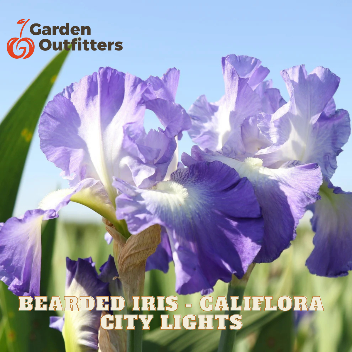 Purple and white bearded iris flowers in bloom with green leaves against a blue sky, with Garden Outfitters branding and 'Bearded Iris - Califlora City Lights' text overlaid.