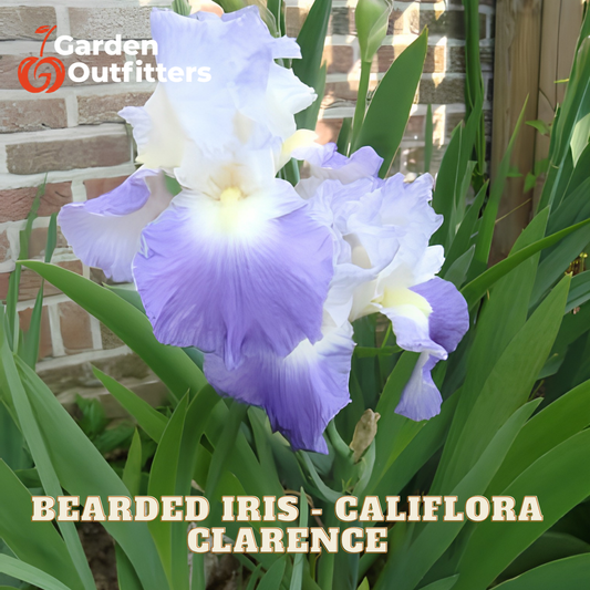 A cluster of blooming bearded iris flowers in pale lavender and white with yellow centers, surrounded by long green leaves, with a brick wall and wooden fence in the background. Text overlays read 'Garden Outfitters' and 'BEARDED IRIS - CALIFLORA CLARENCE'.