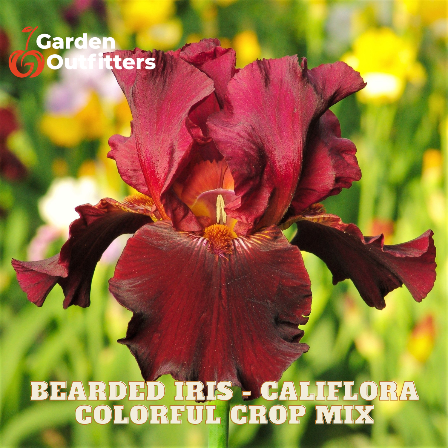 A close-up of a dark burgundy bearded iris flower with ruffled petals and a yellow-orange center, set against a blurred garden background with yellow flowers. The text 'Garden Outfitters' appears in the top left, and 'BEARDED IRIS - CALIFORA COLORFUL CROP MIX' appears at the bottom.