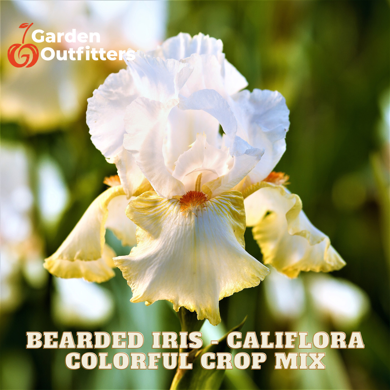 A close-up of a white and pale yellow bearded iris flower with green foliage blurred in the background. Text at the bottom reads 'BEARDED IRIS - CALIFLORA COLORFUL CROP MIX' and the Garden Outfitters logo appears in the top left.