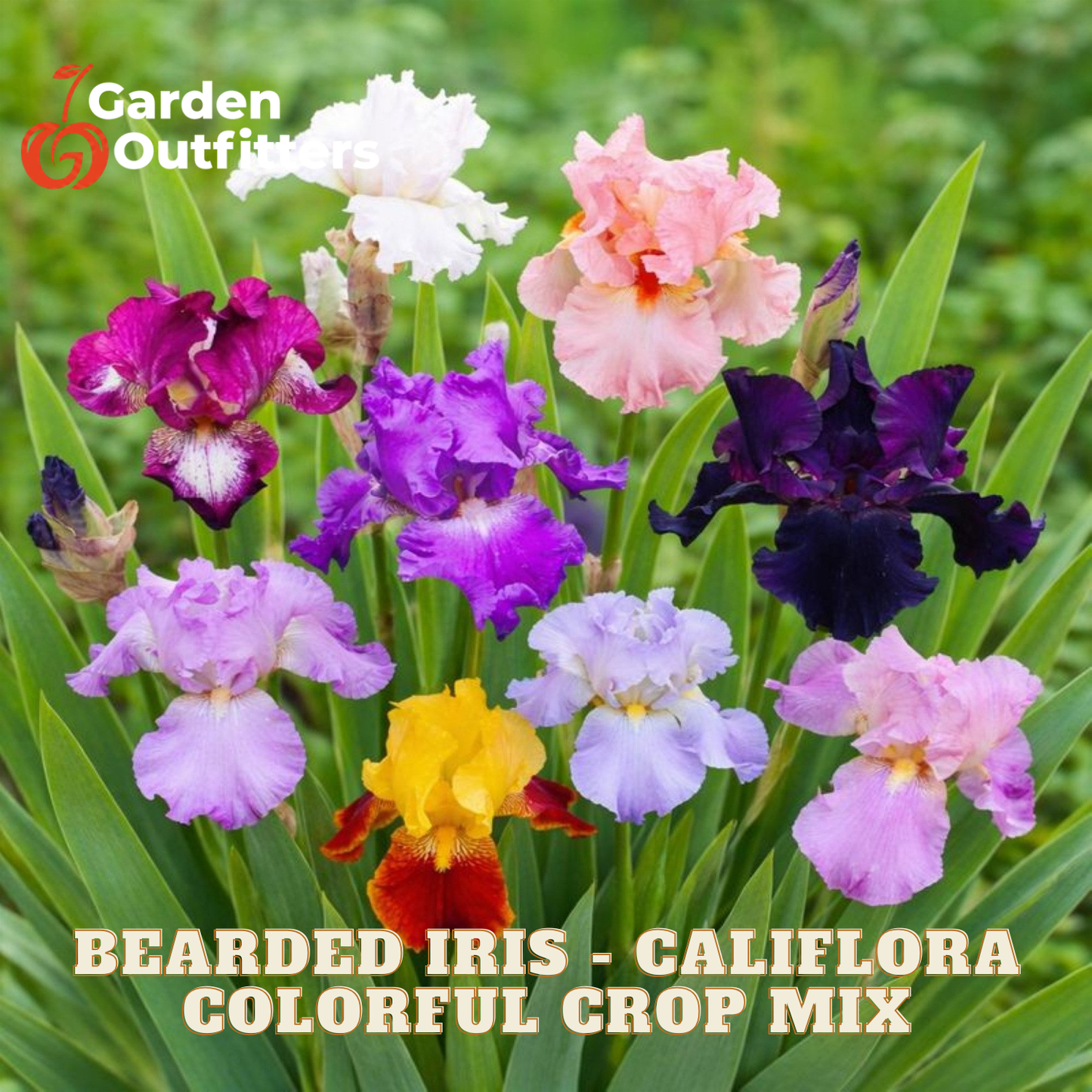 A cluster of colorful bearded iris flowers in shades of purple, pink, white, yellow, and dark blue, growing among green leaves. Text at the bottom reads 'BEARDED IRIS - CALIFORNA COLORFUL CROP MIX' and a Garden Outfitters logo appears in the top left.