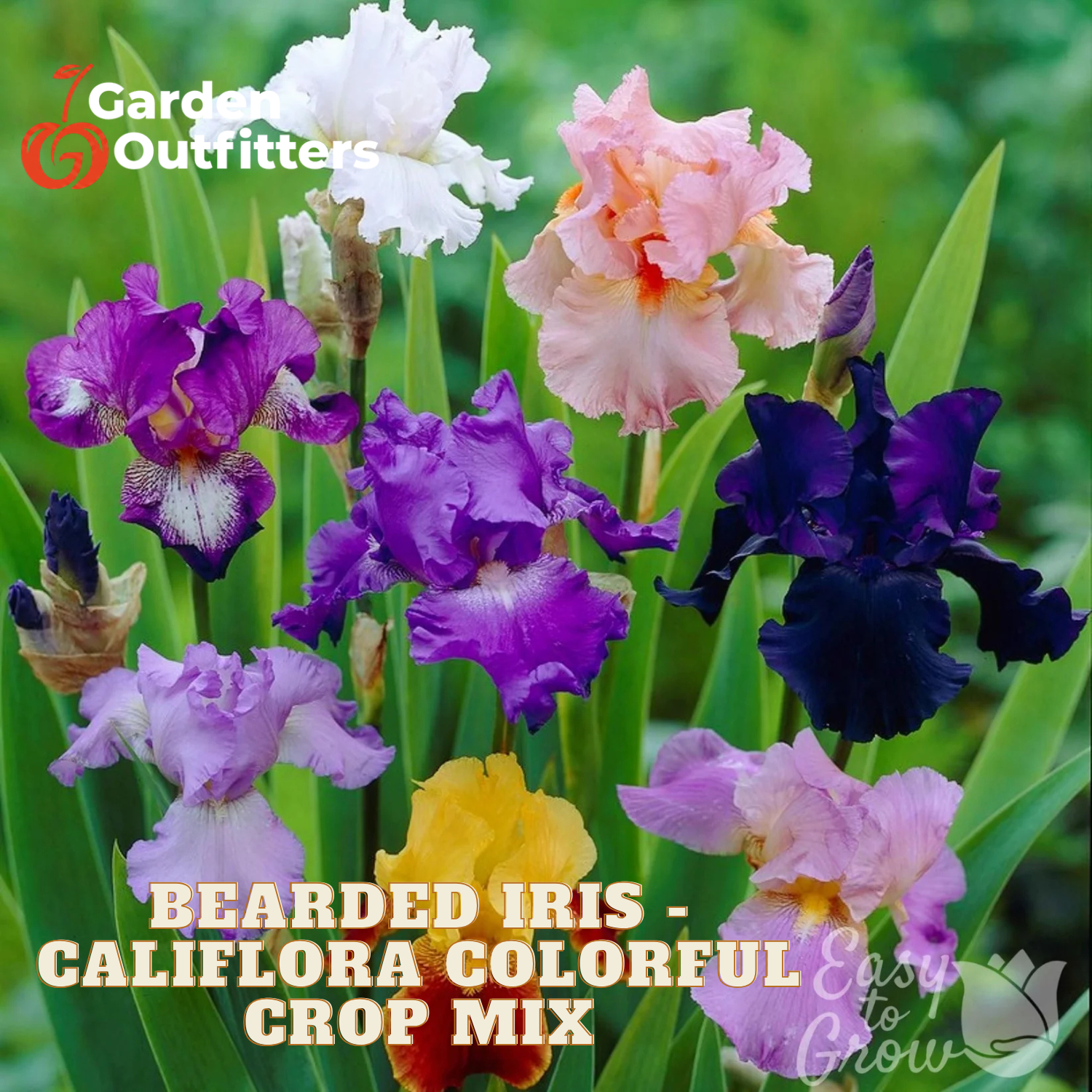 A close-up of colorful bearded iris flowers growing in a green garden-style background, with text reading 'BEADED IRIS - CALIFLORA COLORFUL CROP MIX' and a Garden Outfitters logo.