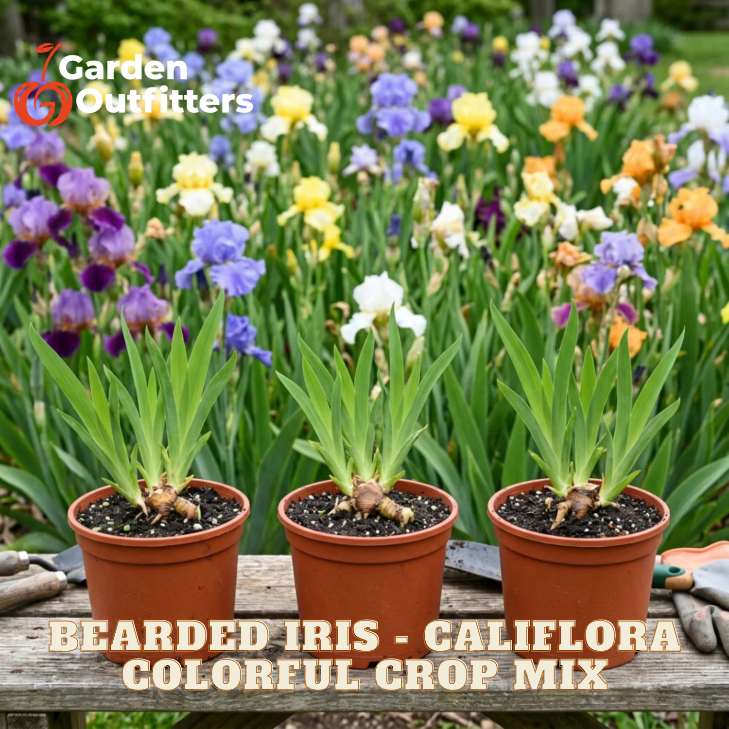 Three potted bearded iris califora plants in terracotta pots arranged on a wooden table, with a blurred garden of colorful iris flowers in the background. Text overlays read 'BEARDED IRIS - CALIFLORA COLORFUL CROP MIX' and 'Garden Outfitters'.