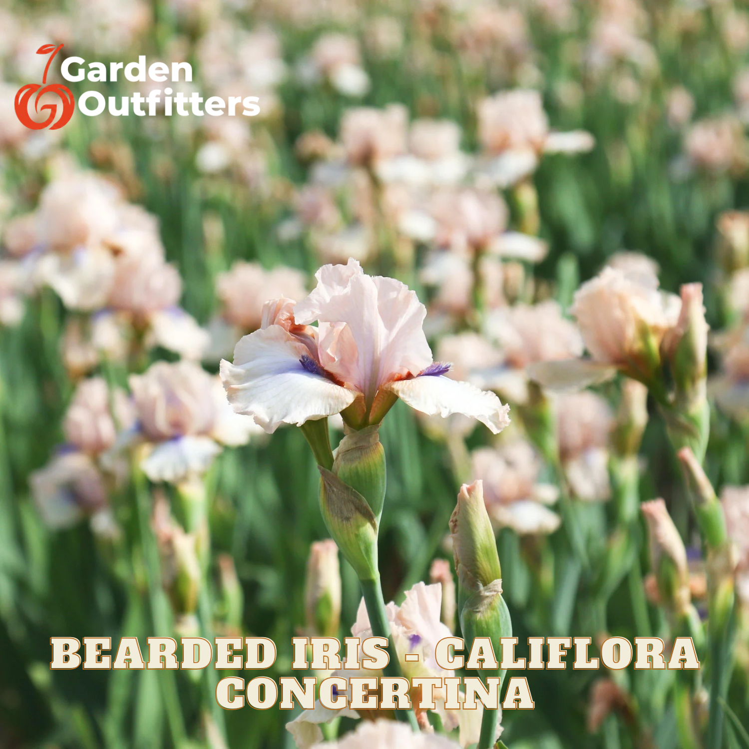 A close-up of a pale pink bearded iris flower in a field of similar flowers, with the text 'BEARDED IRIS - CALIFLORA CONCERTINA' and the Garden Outfitters logo overlaid on the image.