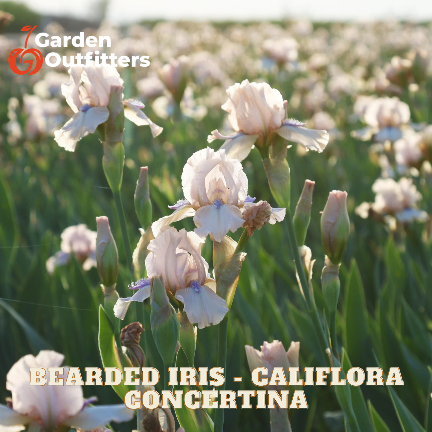 A field of Bearded Iris - Califlora Concertina flowers in soft blush pink and white with green foliage, featuring the Garden Outfitters logo in the top left and text overlay at the bottom.