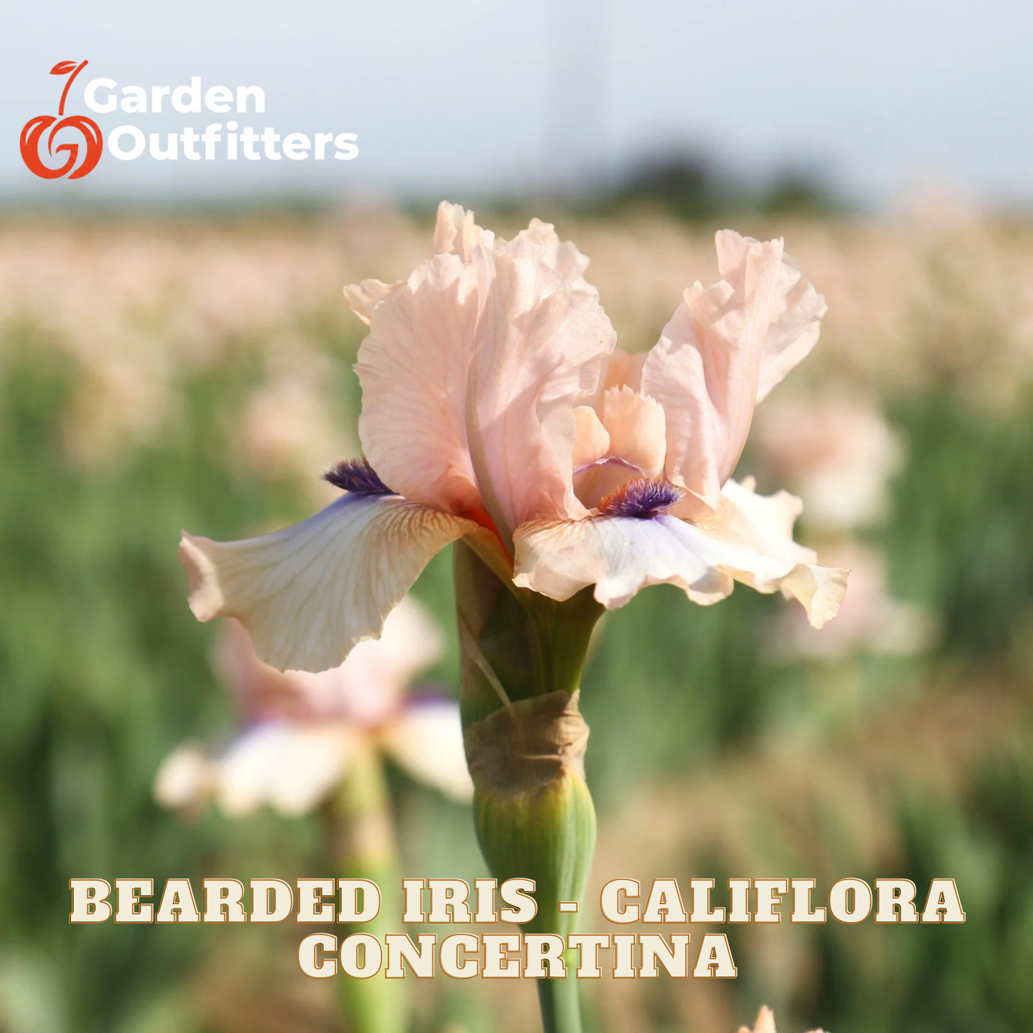 A close-up of a pale blush-beige bearded iris flower with white ruffled edges and a small purple center, shown outdoors against a blurred field background. The text 'BEARDED IRIS - CALIFLORA CONCERTINA' appears at the bottom, and the Garden Outfitters logo appears in the top left.