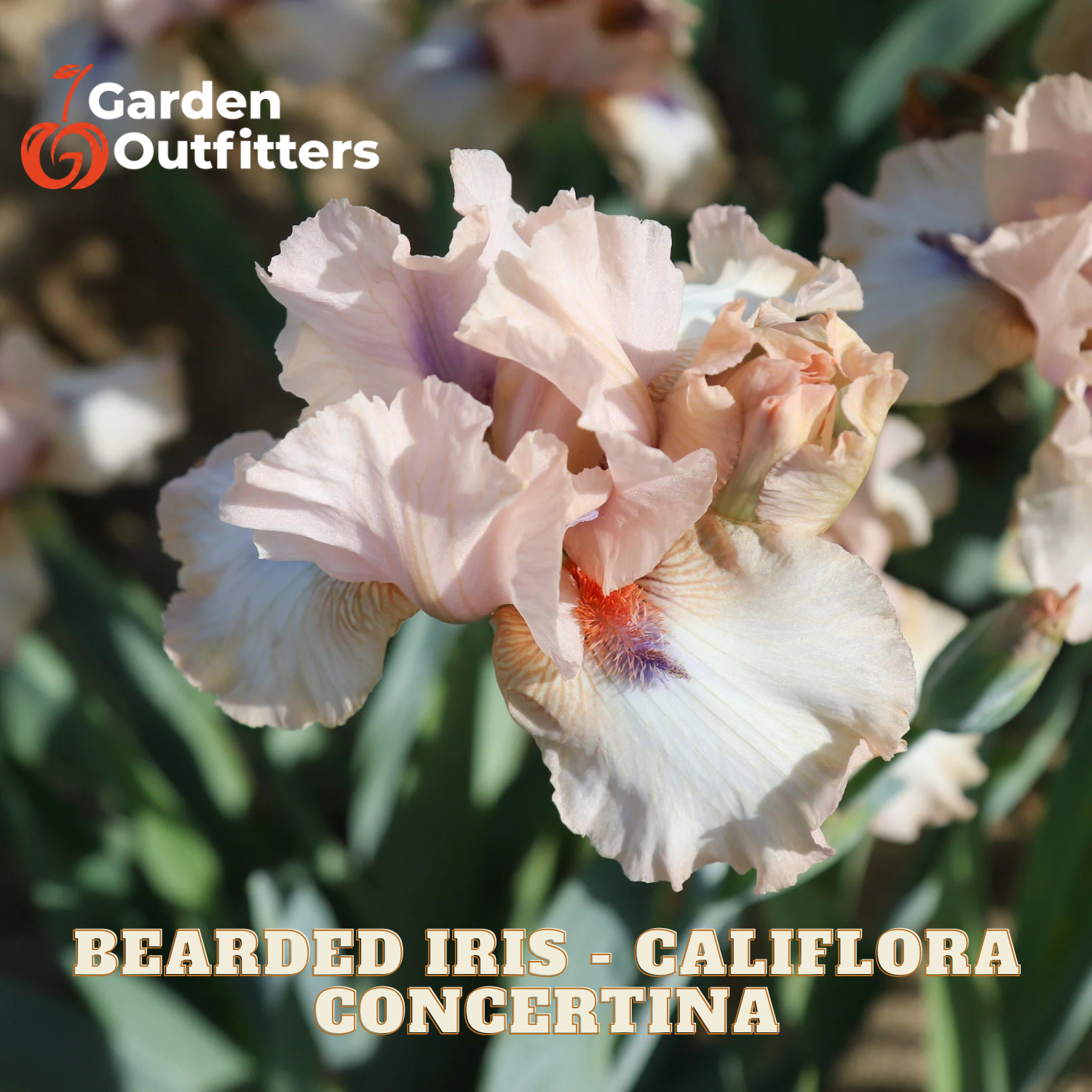 A close-up of pale pink and white bearded iris flowers with green foliage, overlaid with the text 'BEARDED IRIS - CALIFLORA CONCERTINA' and a Garden Outfitters logo in the top left.