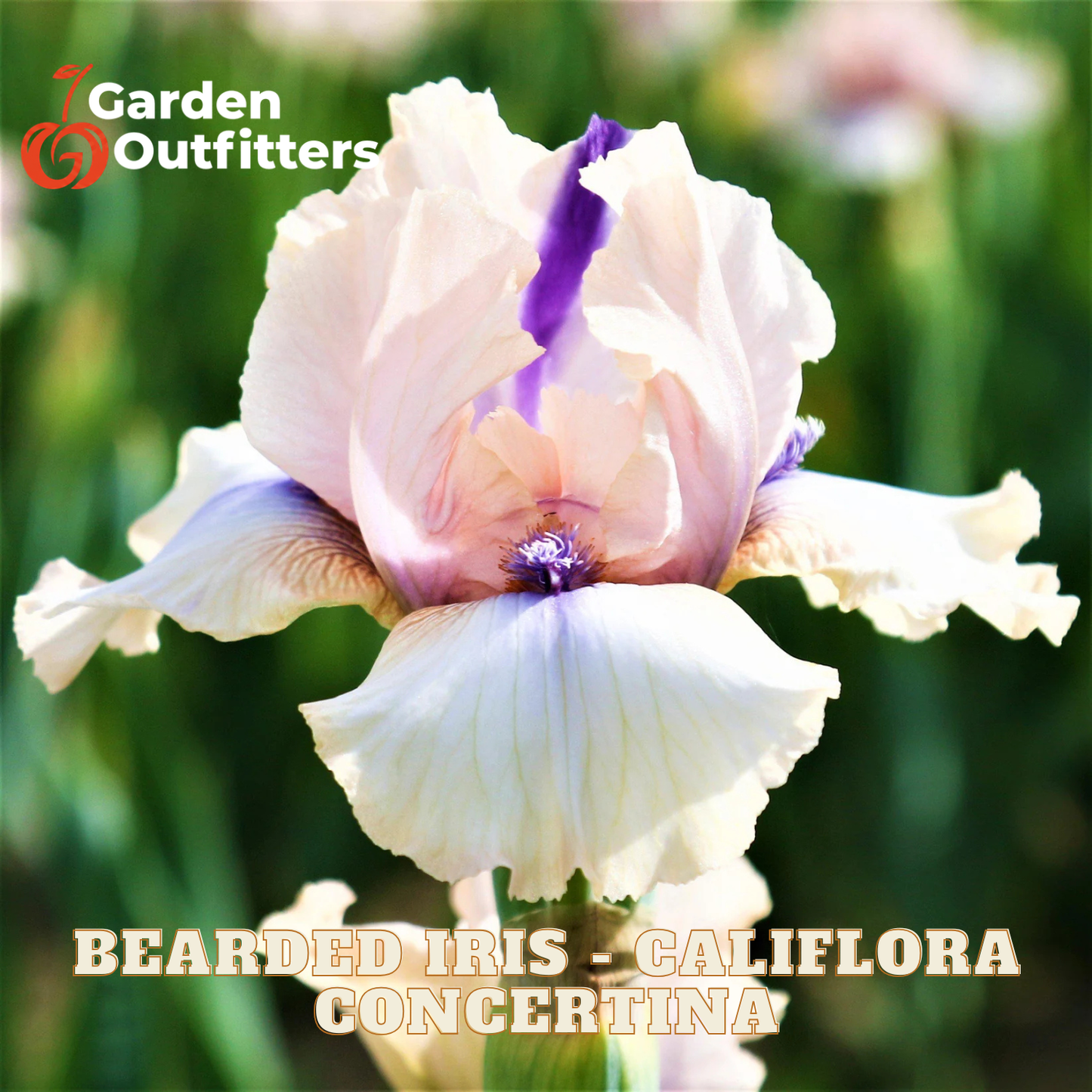 A close-up of a pale pink and white bearded iris flower with a purple center, shown outdoors against a blurred green garden background. Text at the top left reads Garden Outfitters, and text at the bottom reads Bearded Iris - Califlora Concertina.