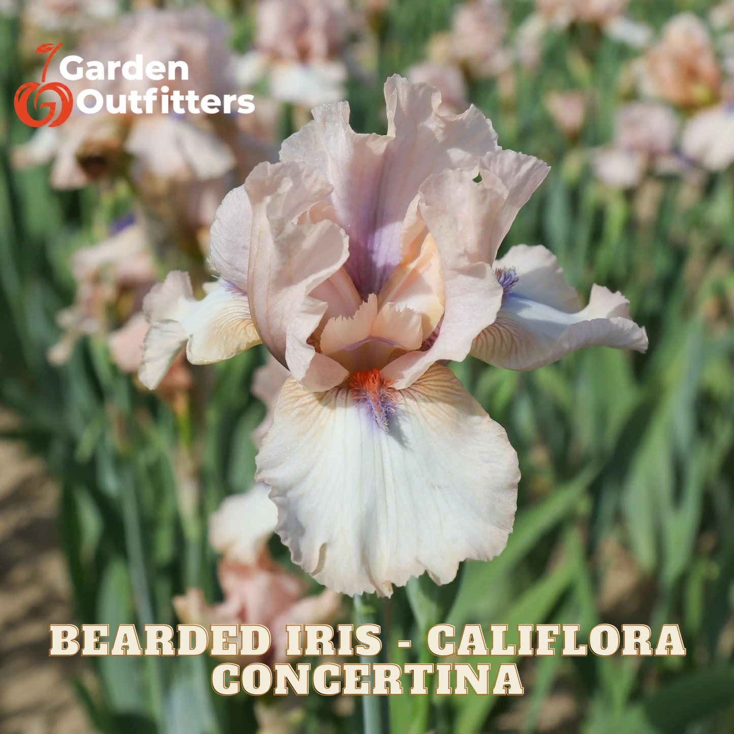 A close-up of a pale pink and cream bearded iris flower in bloom, with blurred iris foliage in the background. Text overlays read 'Garden Outfitters' and 'BEARDED IRIS - CALIFLORA CONCERTINA'.