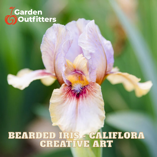 A close-up of a pale lavender and cream bearded iris flower with a yellow-orange center and deep purple-red nectar groove, set against a blurred green garden background. Text overlays read 'Garden Outfitters' and 'BEARDED IRIS - CALIFLORA CREATIVE ART'.