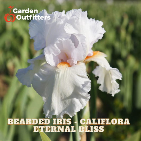 A close-up of a white bearded iris flower with orange accents, photographed outdoors against a blurred green foliage background. Text overlays read 'Garden Outfitters' and 'BEARDED IRIS - CALIFLORA ETERNAL BLISS'.