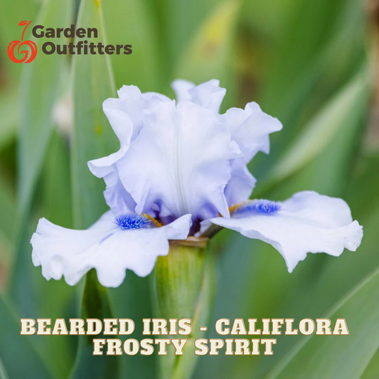 A close-up of a blooming bearded iris flower with pale lavender-white petals and blue centers, set against a blurred green foliage background. Text at the bottom reads 'BEARDED IRIS - CALIFORNA FROSTY SPIRIT,' and the Garden Outfitters logo appears in the top left.