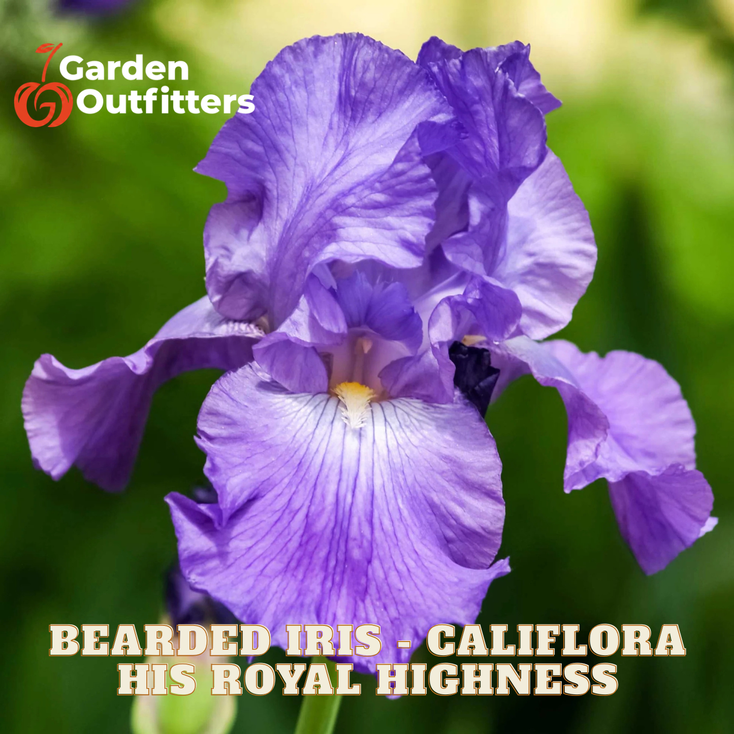 A close-up of a purple bearded iris flower with text reading 'BEARDED IRIS - CALIFORNA HIS ROYAL HIGHNESS' and a Garden Outfitters logo in the top left, set against a blurred green background.