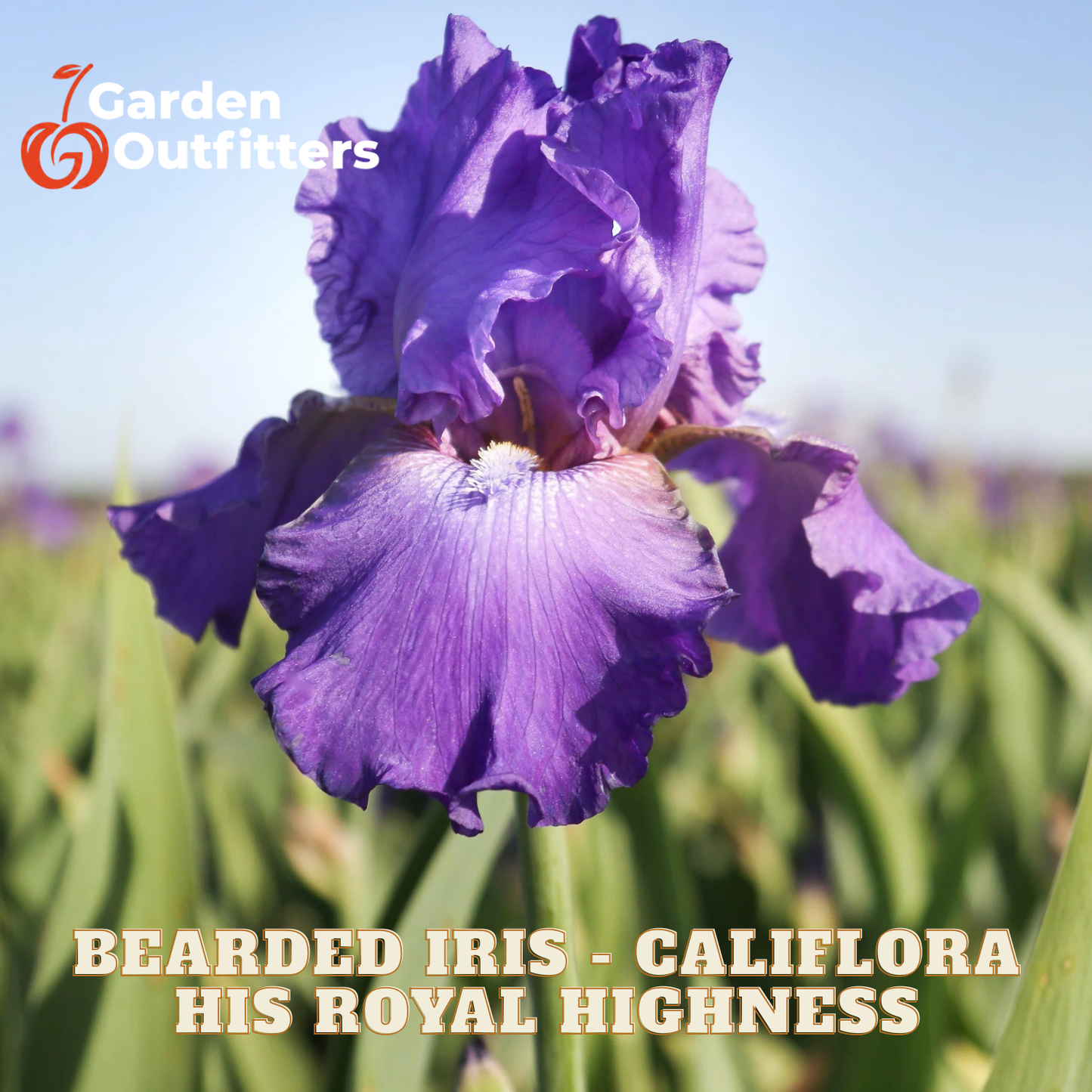 A close-up of a purple bearded iris flower with text reading 'BEARDED IRIS - CALIFLORA HIS ROYAL HIGHNESS' and a Garden Outfitters logo in the top left, set against a blurred field background.