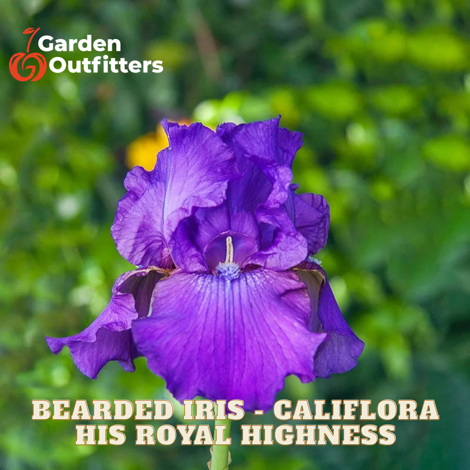 A purple bearded iris flower in full bloom with green foliage blurred in the background. Text at the bottom reads 'BEARDED IRIS - CALIFLORA HIS ROYAL HIGHNESS' and the Garden Outfitters logo appears in the top left corner.