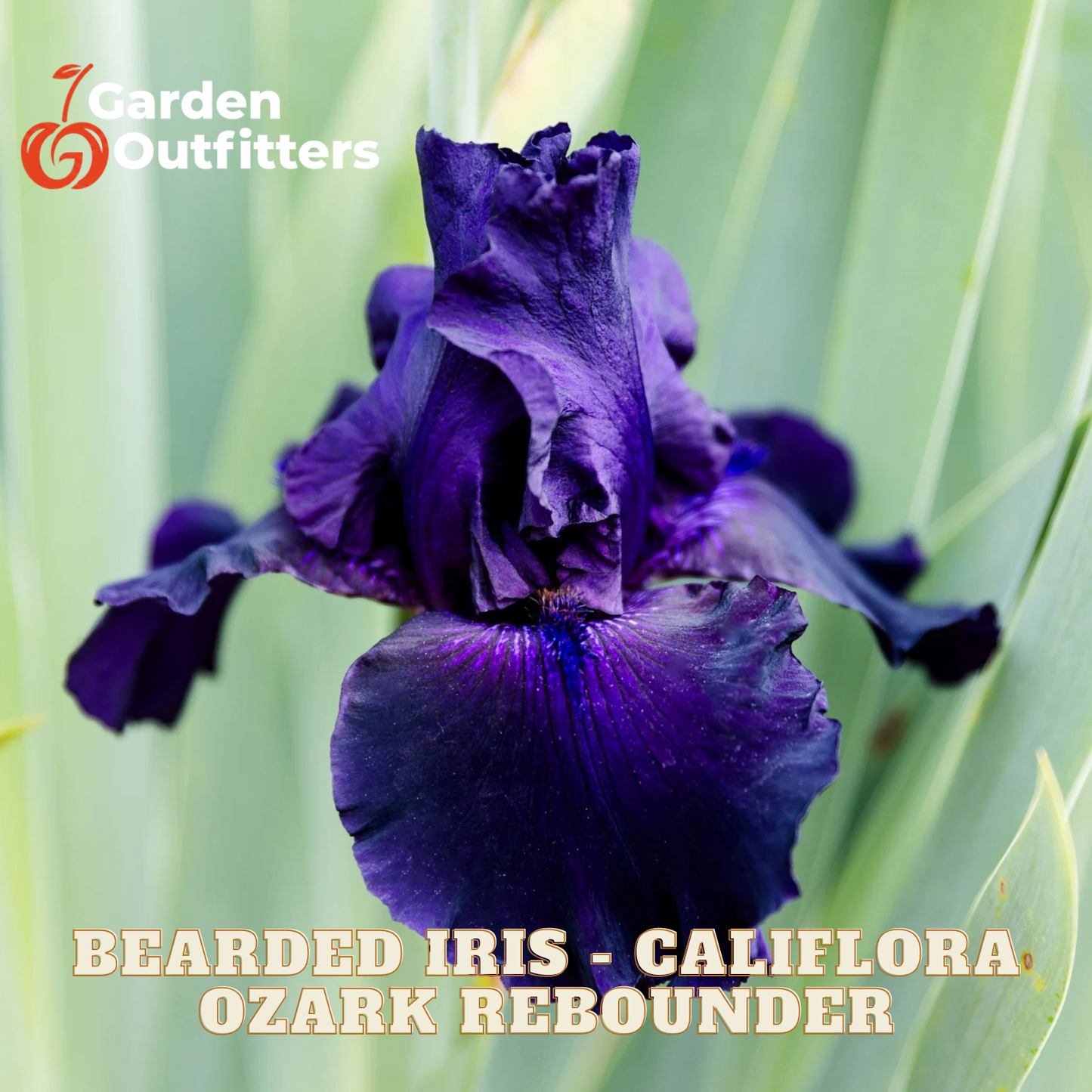 A close-up of a deep purple bearded iris flower with green leaves in the background. Text overlays read 'Garden Outfitters' and 'BEARDED IRIS - CALIFORNA.