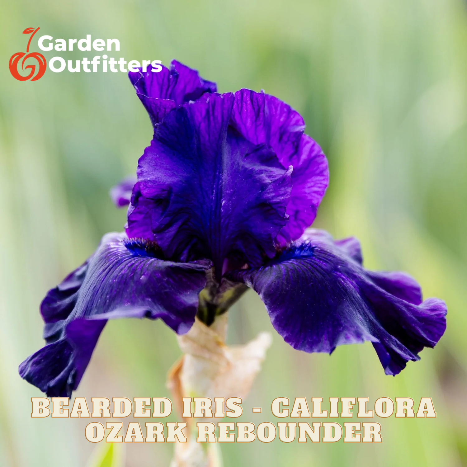 A close-up of a deep purple bearded iris flower with ruffled petals, set against a soft blurred green background. Text overlays read 'Garden Outfitters' and 'BEARDED IRIS - CALIFLORA OZARK REBOUNDER'.