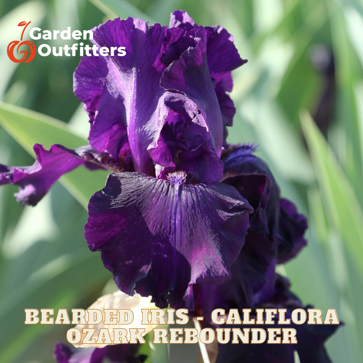 A close-up of a deep purple bearded iris flower with ruffled petals, set against a blurred green garden background. Text overlays read 'Garden Outfitters' and 'BEARDED IRIS - CALIFORNA OZARK REBOUNDER'.
