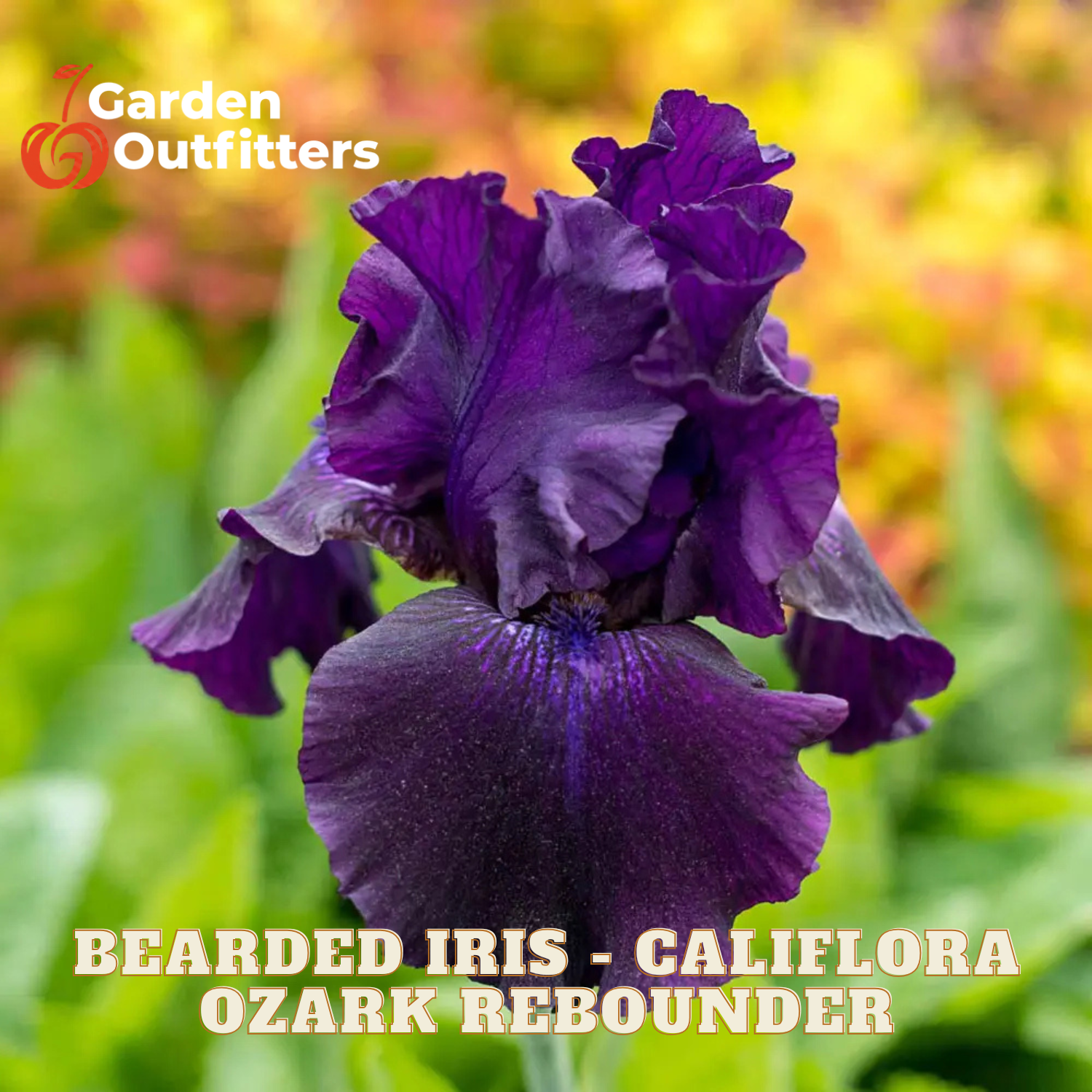 A close-up of a deep purple bearded iris flower with ruffled petals, set against a blurred garden background with green foliage and warm yellow-orange flowers. Text overlays read 'Garden Outfitters' and 'BEARDED IRIS - CALIFLORA OZARK REBOUNDER'.