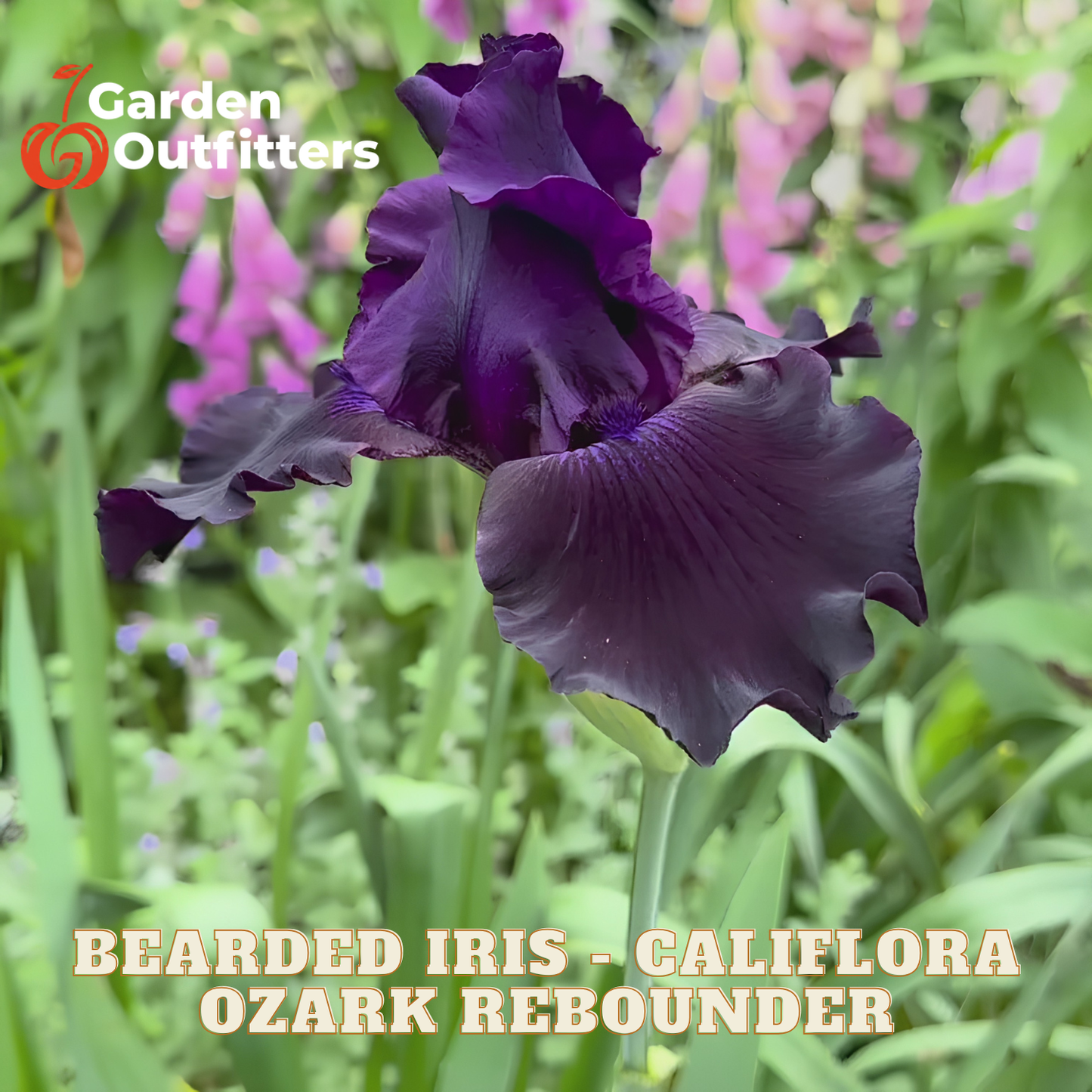 A close-up of a dark purple bearded iris flower in a garden setting with green foliage and blurred pink flowers in the background. Text overlays read 'Garden Outfitters' and 'BEARDED IRIS - CALIFORNA OZARK REBOUNDER'.