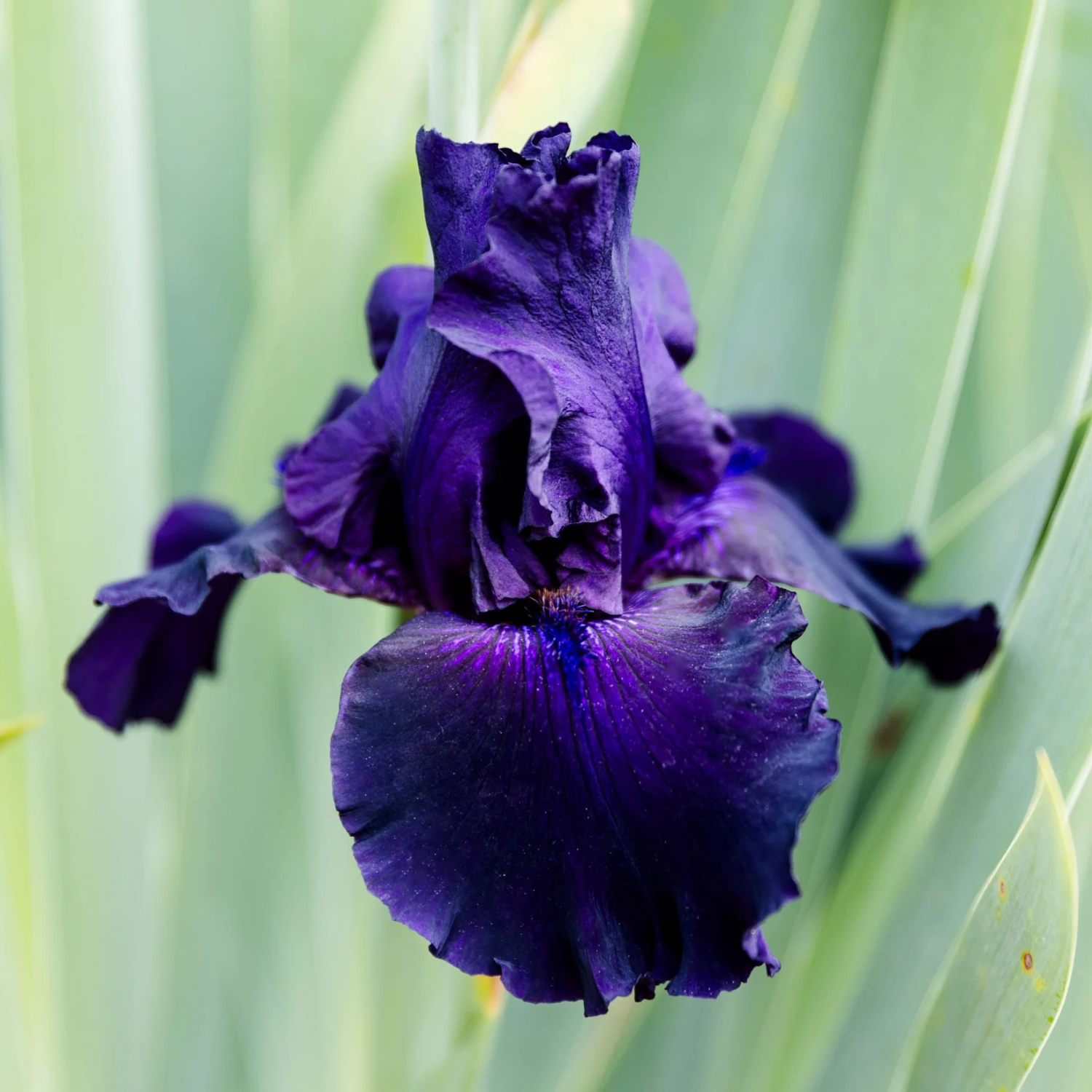 A close-up of a deep purple iris flower in full bloom, surrounded by soft, out-of-focus green leaves.