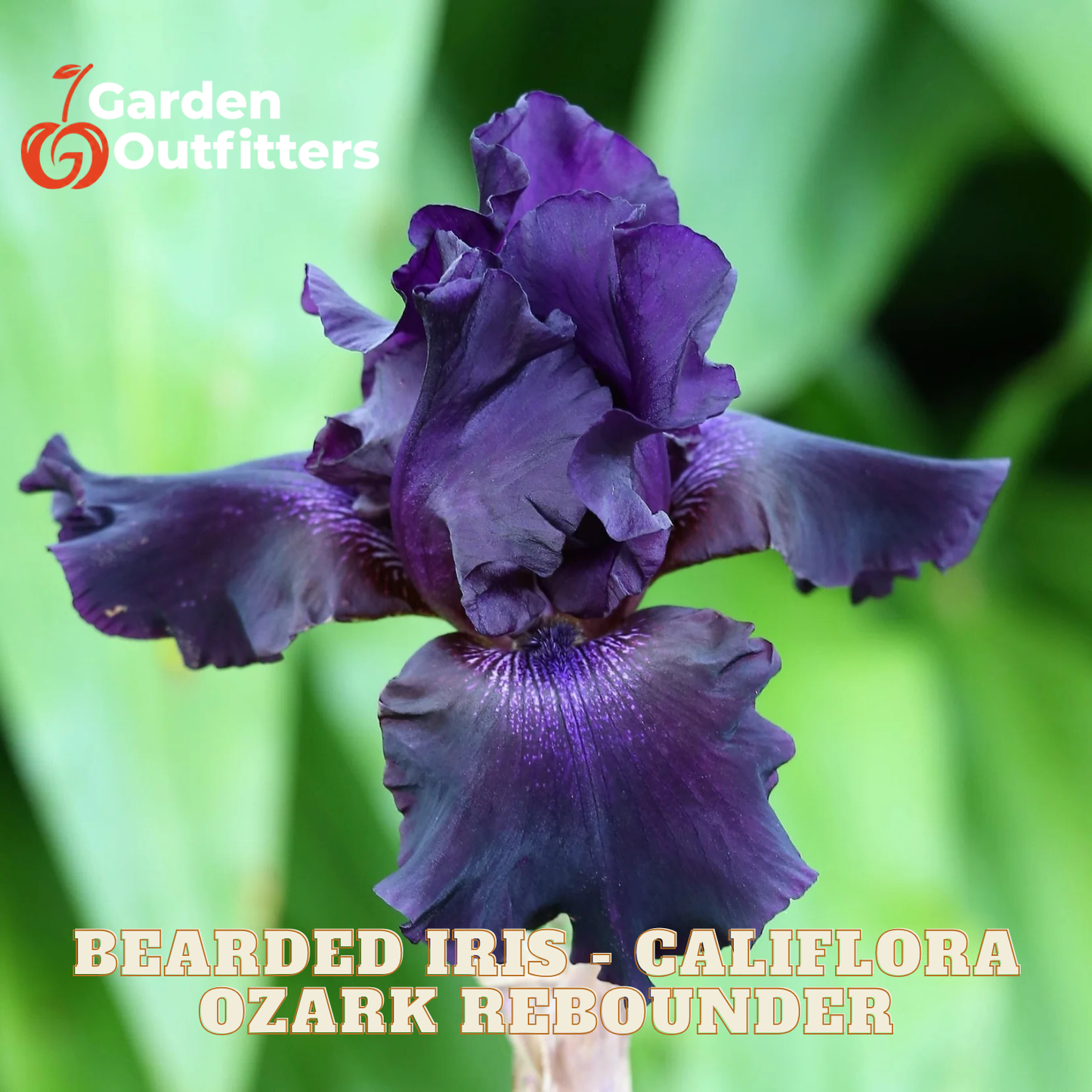 A close-up of a dark purple bearded iris flower with ruffled petals and text reading 'BEARDED IRIS - CALIFLORA OZARK REBOUNDER' on a green blurred background. Garden Outfitters logo appears in the top left.